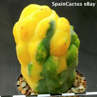 Matucana Madisoniorum Variegate Colors Seedling King Size Rare Cactus Plant 21/7