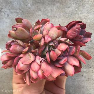 Rare Succulent - Echeveria Luella Crested 绮罗 Imported From Korea 3.  5 "