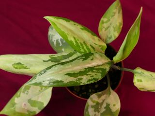 Aglaonema Pumilum Rare Aroid Terrarium Plant Pictum Tricolor