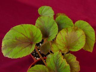 Begonia Plant U648 Rare 4 " Pot Rhizomatous