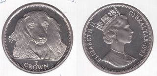 Gibraltar - Rare 1 Crown Unc Coin 1993 Year Dog Long Hair Dachshund Km 192.  1