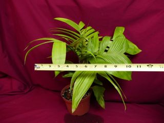 Geonoma Species LARGE Rare Terrarium Plant Cycad Cyclanth Arecaceae 3
