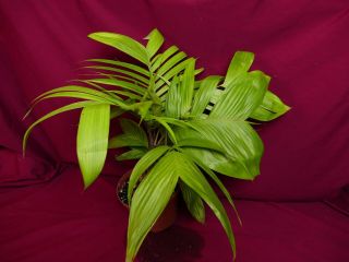 Geonoma Species LARGE Rare Terrarium Plant Cycad Cyclanth Arecaceae 4