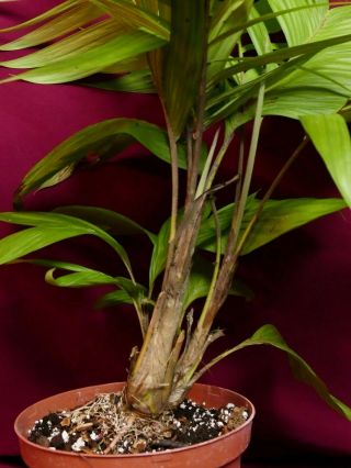 Geonoma Species LARGE Rare Terrarium Plant Cycad Cyclanth Arecaceae 5