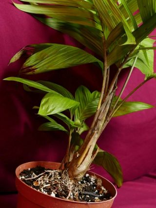 Geonoma Species LARGE Rare Terrarium Plant Cycad Cyclanth Arecaceae 6