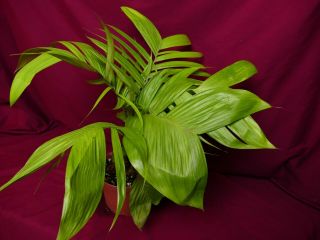 Geonoma Species LARGE Rare Terrarium Plant Cycad Cyclanth Arecaceae 8