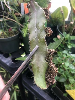 Extreamy Rare Cactus Succulent Strophocactus Wittii With Roots