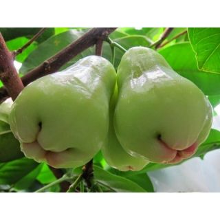 Green Wax Jambu / Wax Apple (Green Diamond) Tropical Fruit Trees Rare 3 Gallon 2