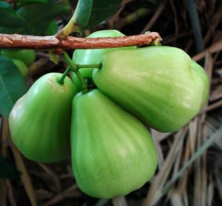 Green Wax Jambu / Wax Apple (Green Diamond) Tropical Fruit Trees Rare 3 Gallon 3