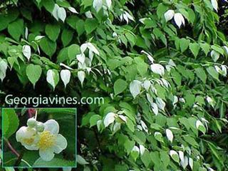Actinidia Polygama Silver Vine Very Rare 10 Seeds