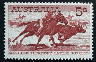 Rare 1964 Australia 5/ - Brown Red Cattle Industry Stamp White Paper Muh