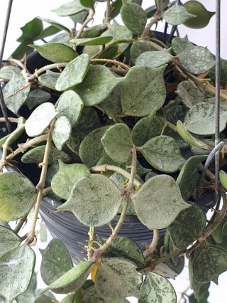 Hoya Curtisii Silver Leaves,  1 Pot Rooted Plant 10 - 12 Inches Extremely Rare