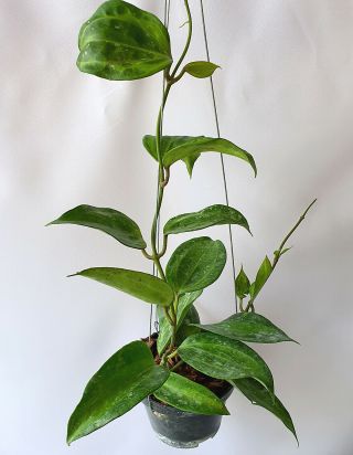 Hoya Macrophylla Baibua No1,  1 Pot Rooted Plant 10 - 12 Inches Extremely Rare