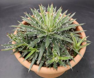 Agave Leopoldii Rare 24cm Pot On Roots