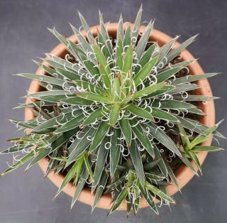 Agave leopoldii rare 24cm pot on roots 2