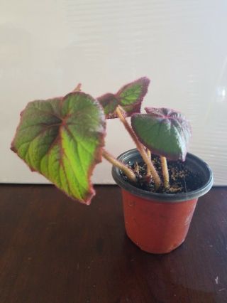 Begonia Fireflush Rex Hybrid Beginners Houseplant Easy Rare Collectible 4 " Pot