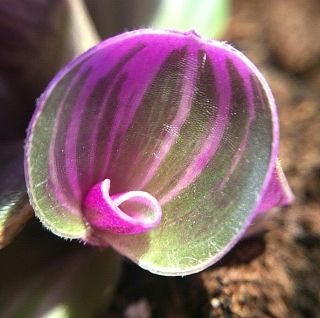 Tradescantia albiflora ' Nanouk ' (wandering jew) VERY RARE - Collector ' s Plant 2