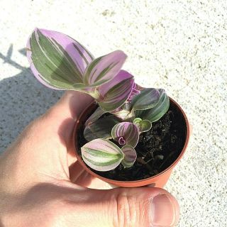 Tradescantia albiflora ' Nanouk ' (wandering jew) VERY RARE - Collector ' s Plant 3