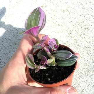 Tradescantia albiflora ' Nanouk ' (wandering jew) VERY RARE - Collector ' s Plant 4