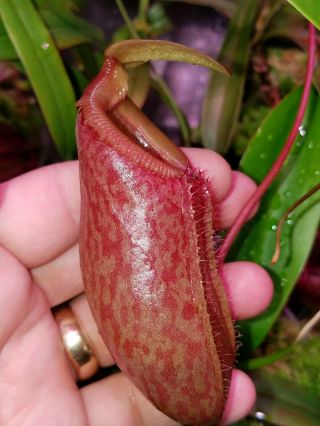 Nepenthes tenuidon - Exotica plants - Seed Grown - Rare - Large Plant 2