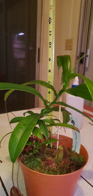 Nepenthes tenuidon - Exotica plants - Seed Grown - Rare - Large Plant 3