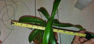 Nepenthes tenuidon - Exotica plants - Seed Grown - Rare - Large Plant 4