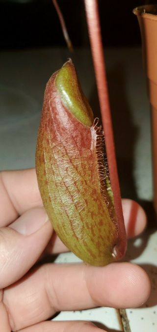 Nepenthes tenuidon - Exotica plants - Seed Grown - Rare - Large Plant 5