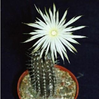 Echinopsis Mirabilis Rare Flowering Nocturnal Cactus Seed Cacti Agave 100 Seeds