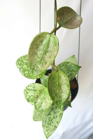 Hoya Parasitica Silver Leaves,  1 Pot Rooted Plant 10 - 12 Inches Extremely Rare