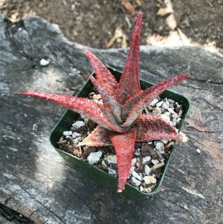 A,  Big Aloe Cv Lavender Star Rare Kelly Griffin Hybrid Succulent Textured