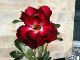 4 Years Old Adenium Desert Rose Grow From Seed Bonsai Very Rare 04