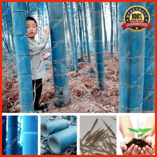 200,  Rare Blue Bamboo Seeds,  Decorative Garden,  Plant Seeds