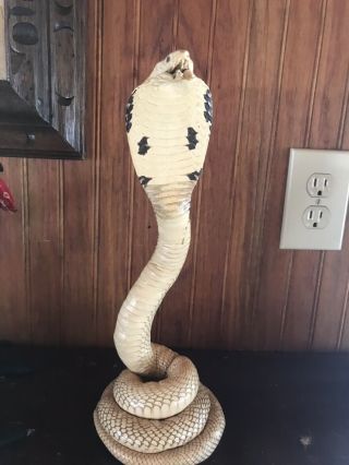 Price Discounted Cobra,  Rare White Albino - Real Snake Taxidermied