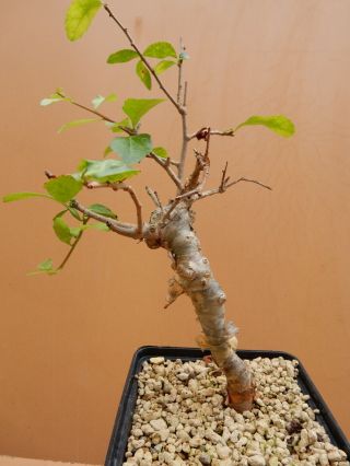 Commiphora Sp - Succulent - Caudex - Rare - Oman - Import