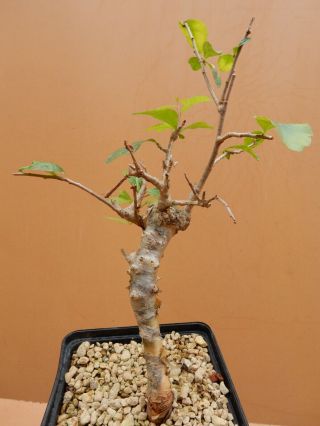 Commiphora sp - Succulent - Caudex - Rare - Oman - Import 2