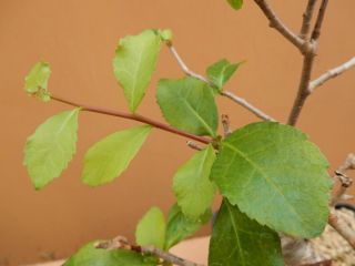 Commiphora sp - Succulent - Caudex - Rare - Oman - Import 3