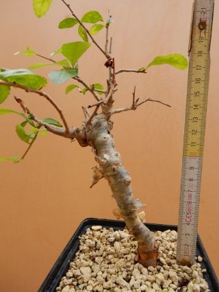 Commiphora sp - Succulent - Caudex - Rare - Oman - Import 4