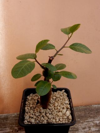 Bursera sp.  - Succulent - Caudex - Rare - Mexico - Location 2