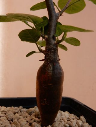 Bursera sp.  - Succulent - Caudex - Rare - Mexico - Location 3