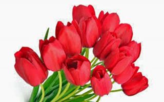 Tulip Bulb Perennial Resistant Stunning Impression Fragrant Pure Bright Red Rare 2