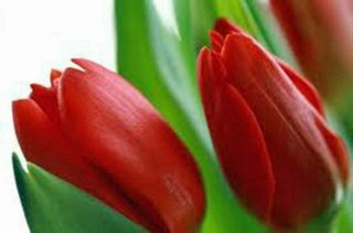 Tulip Bulb Perennial Resistant Stunning Impression Fragrant Pure Bright Red Rare 3