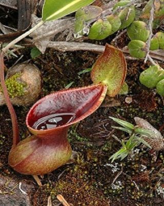 Nepenthes Lowii Extremely Rare Highland Most Unusual Pitcher Plant 5 Seeds