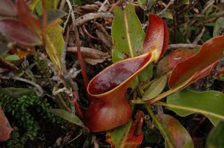 Nepenthes Lowii Extremely Rare Highland Most Unusual Pitcher Plant 5 Seeds 2
