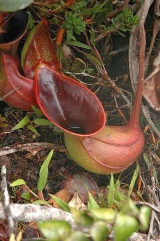 Nepenthes Lowii Extremely Rare Highland Most Unusual Pitcher Plant 5 Seeds 3