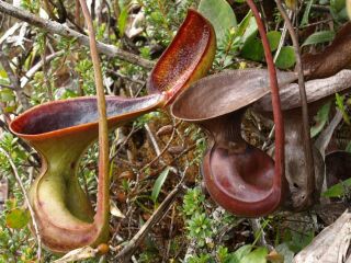Nepenthes Lowii Extremely Rare Highland Most Unusual Pitcher Plant 5 Seeds 4