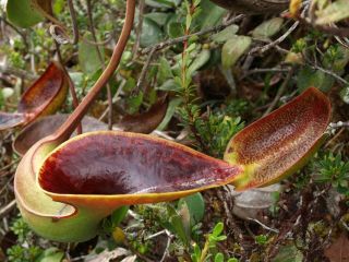 Nepenthes Lowii Extremely Rare Highland Most Unusual Pitcher Plant 5 Seeds 5