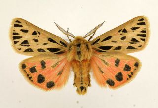 Chelis Dahurica Rare Arctiidae Moth From Russian Altai Mts. ,  Mounted