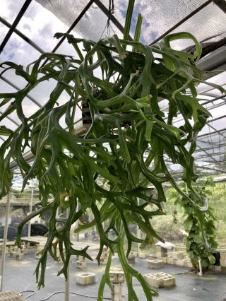 Pyrrosia Longifolia ‘crested’ Rare Fern Wow