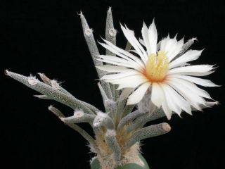 Astrophytum Caput - Medusae (3 Seeds) Very Rare Cactus Succulent Plant Samen Korn