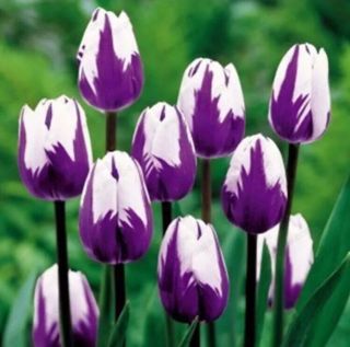 Usa - 100 Seed Bonsai Tulip Seeds Rare Purple& White Flower Rose （not Bulbs）